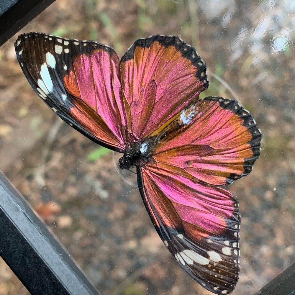 Sugarlight Real Butterfly - Picture 6 of 10